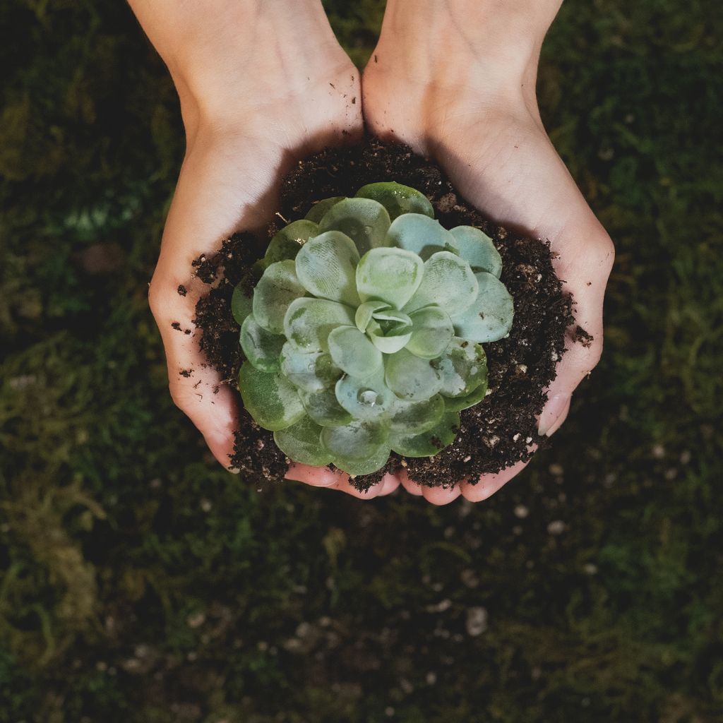 well drained soil for succulent plants that grow in full sun