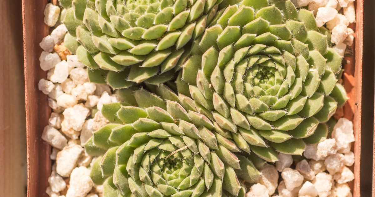 Can Succulents Survive Without Soil