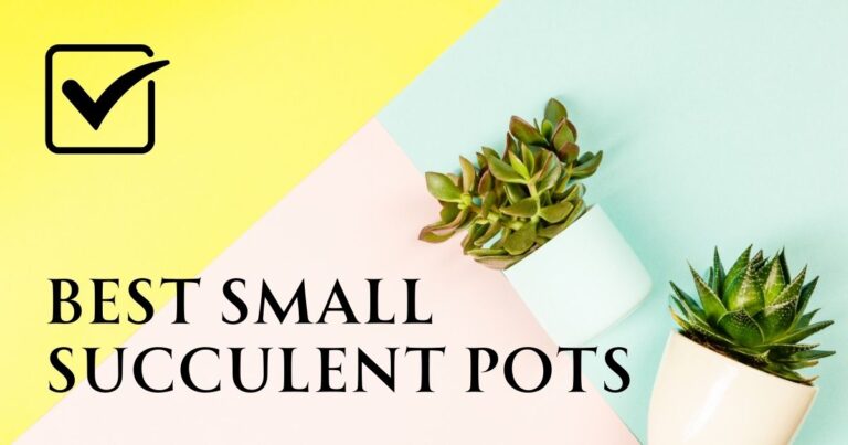 Small Succulent Pots: Top Picks for 2023