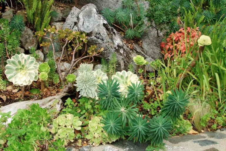 What Do Outdoor Succulents Look Like: A Guide to Identifying Common Varieties