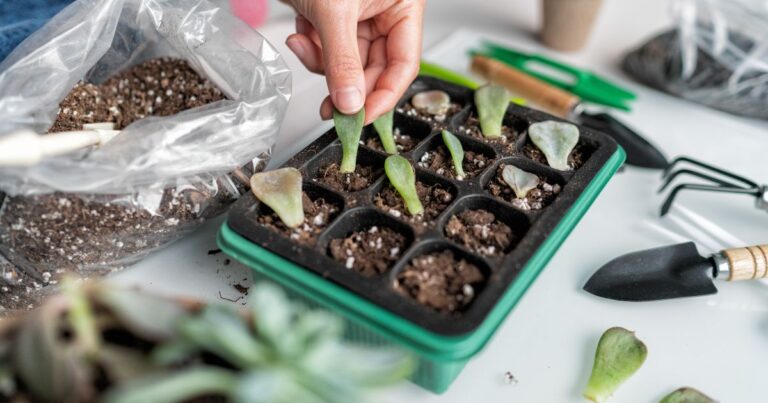 Can You Use Succulent Soil for Other Plants? Expert Answers