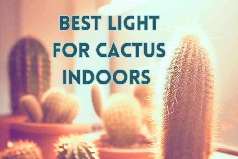 Best Light for Cactus Indoors: A Comprehensive Guide