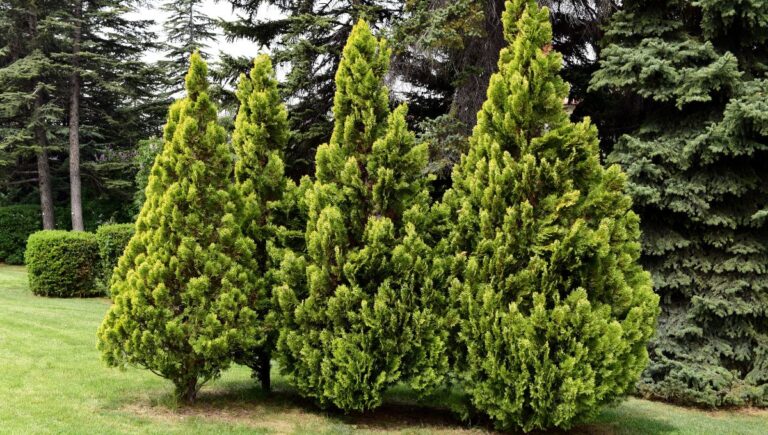Arborvitae: Essential Guide to Care and Growth