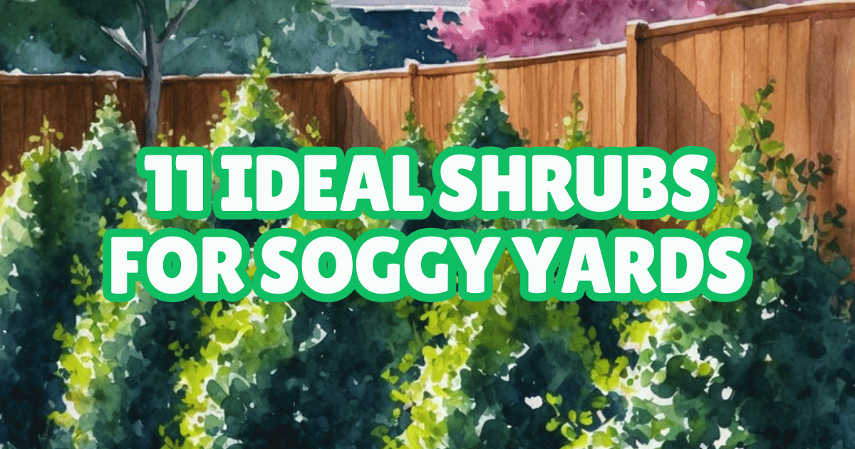 A lush, wet yard filled with 11 black chokeberry shrubs, their dark green leaves glistening in the sunlight