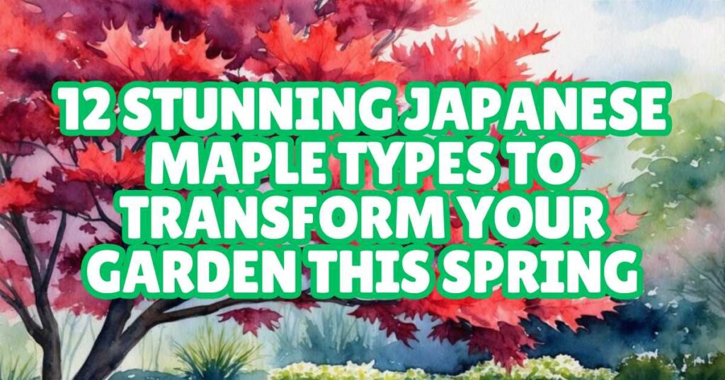 Maple In Spring Japanese Maple Varieties: 12 Stunning Types to Transform Your Garden ...