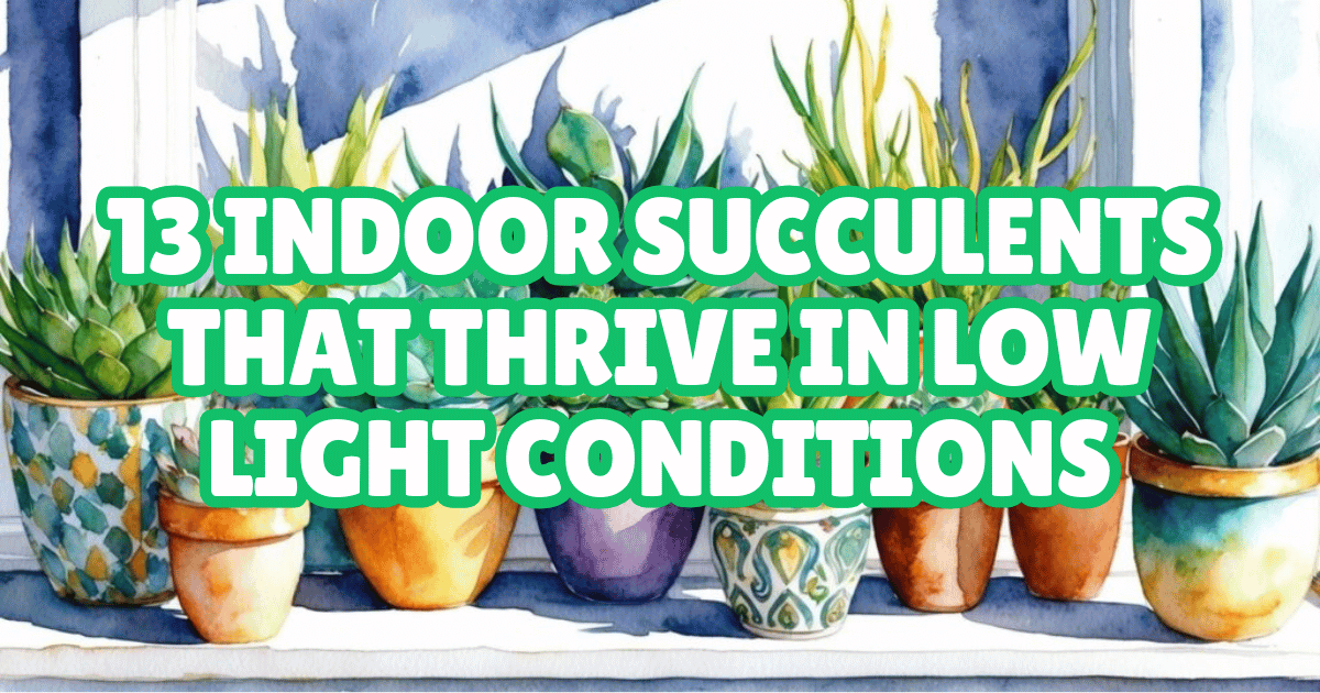 13 Indoor Succulents That Thrive in Low Light Conditions